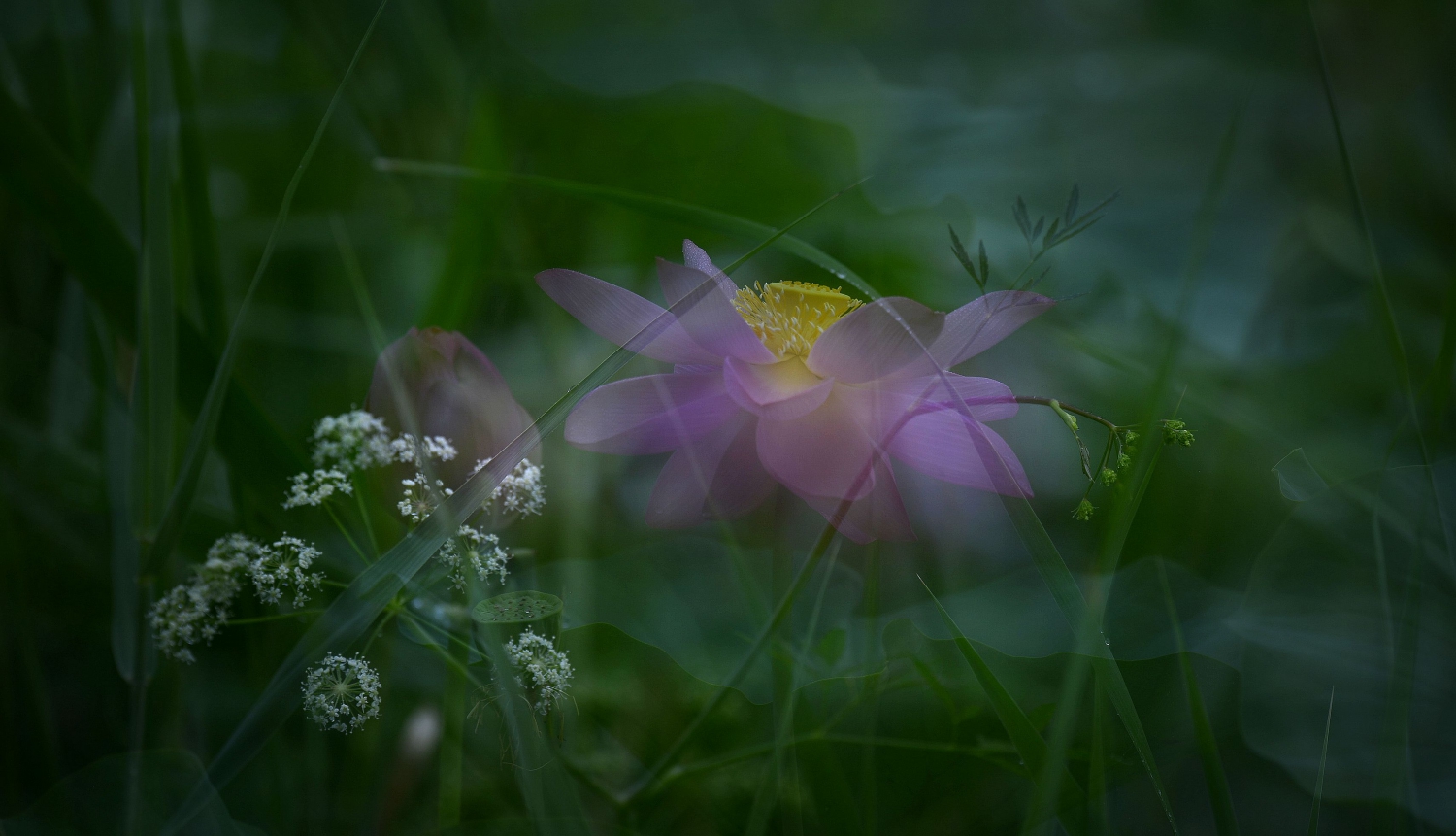 雨中荷-15