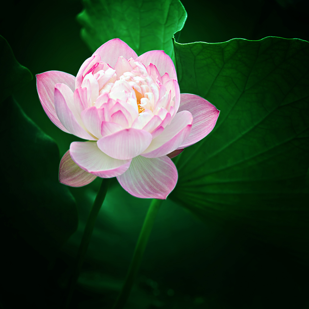 夏荷