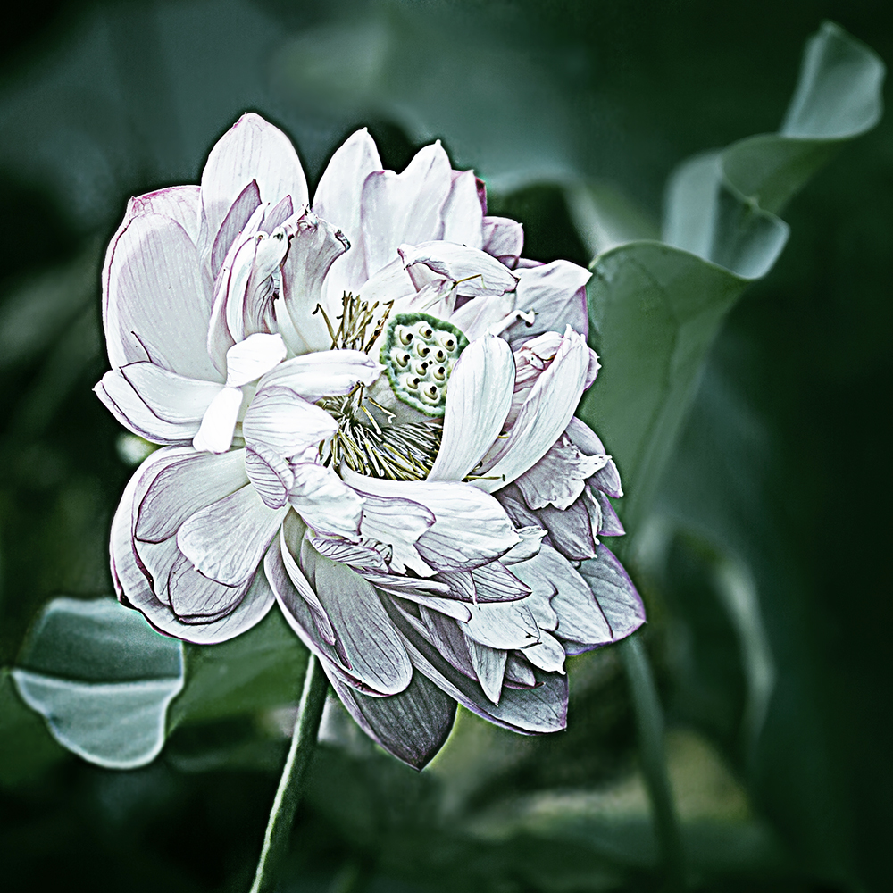凋荷