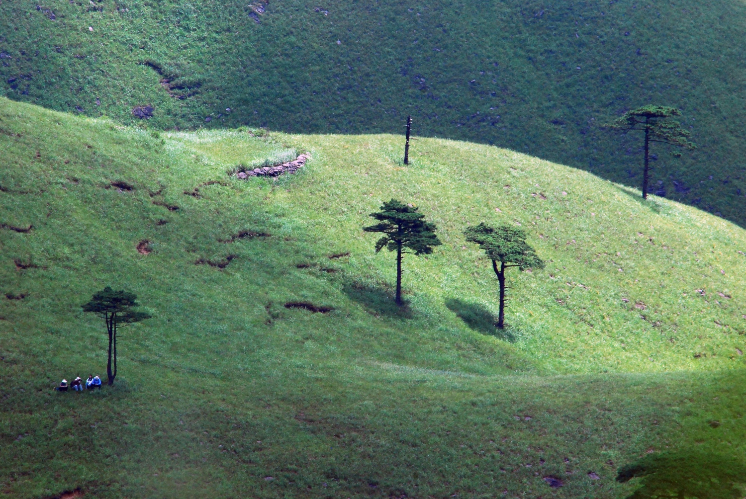 高山草甸