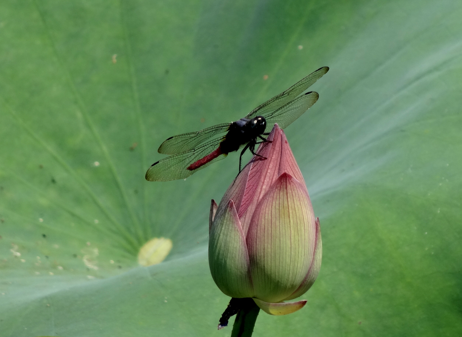 蜻蜒