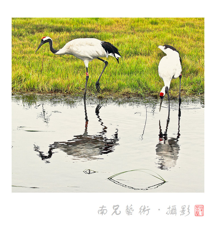 鹤舞