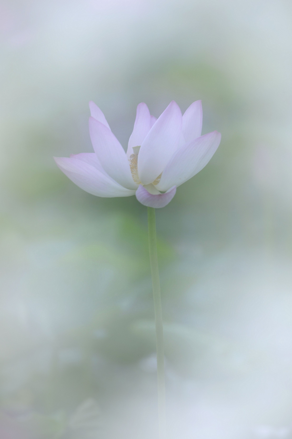 雅