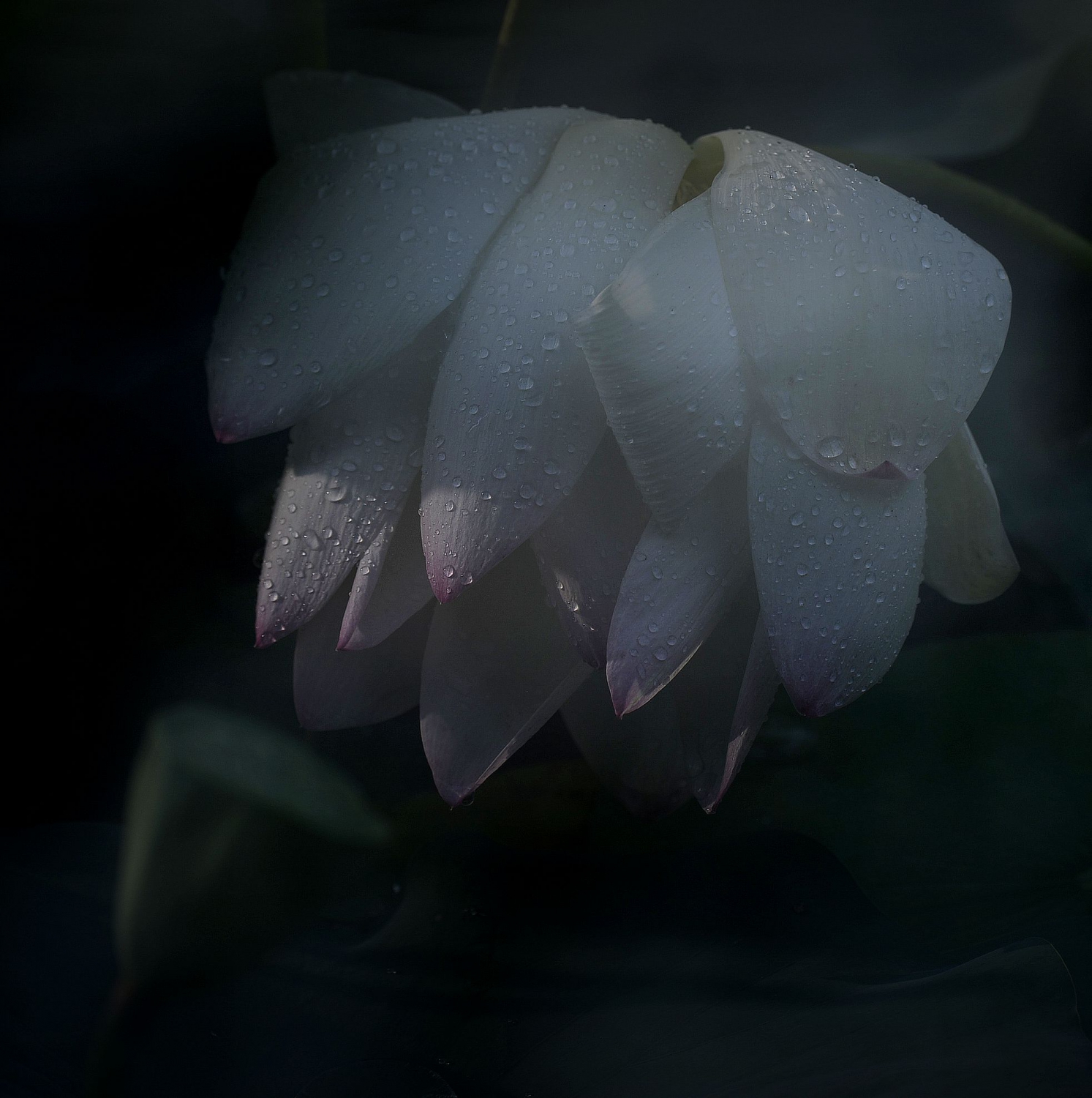 露