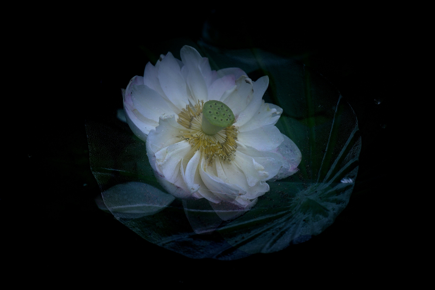 出水芙蓉