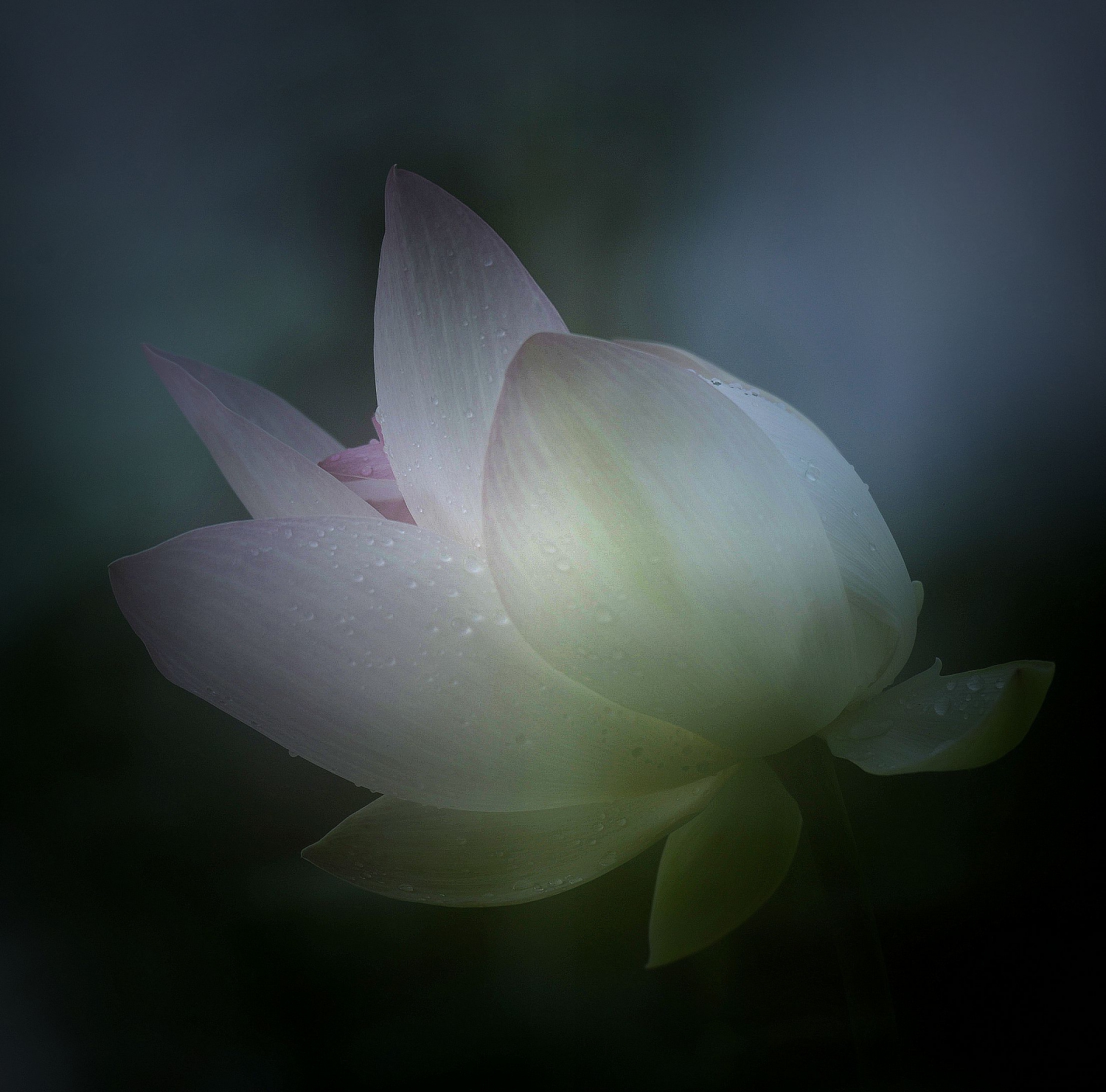晨