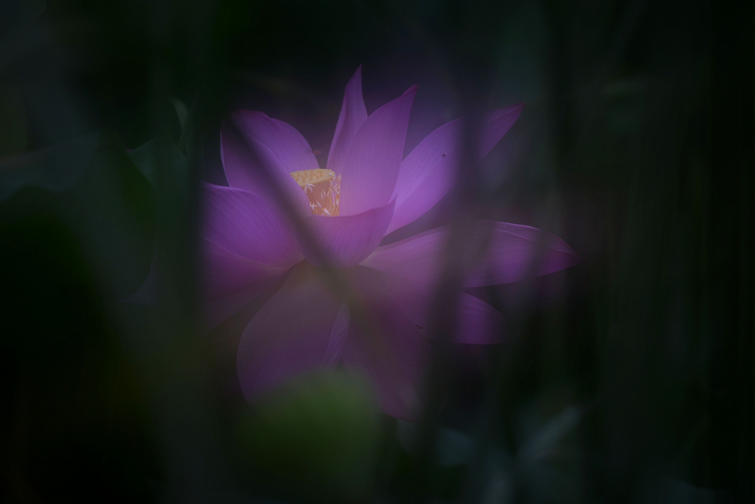 晚荷