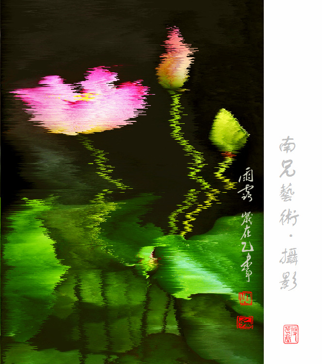 梦幻荷韵