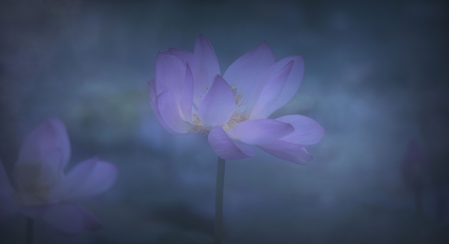紫烟