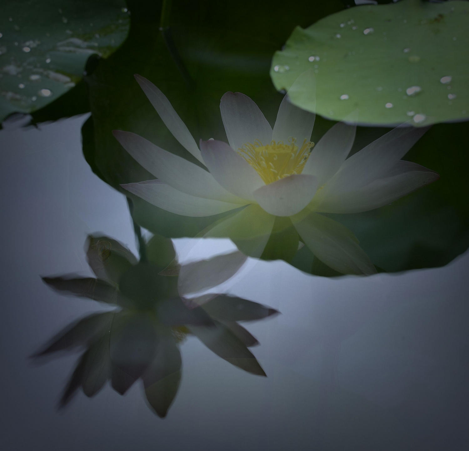 顾盼