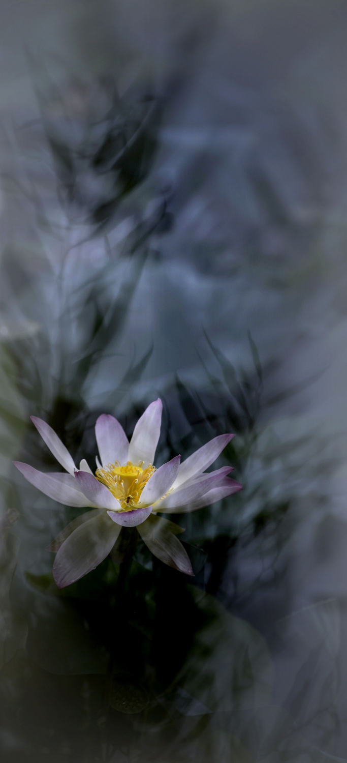 丹青秋荷
