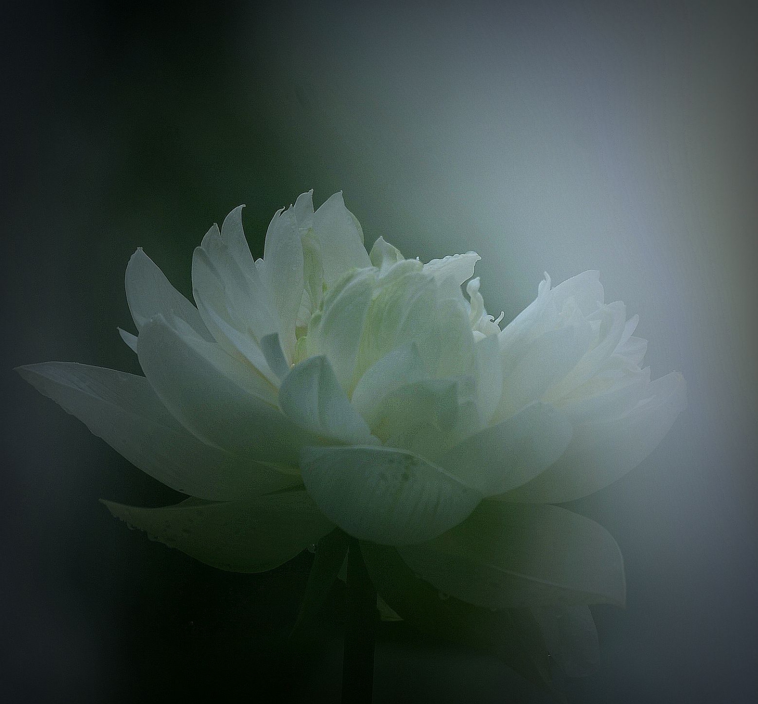 绰约
