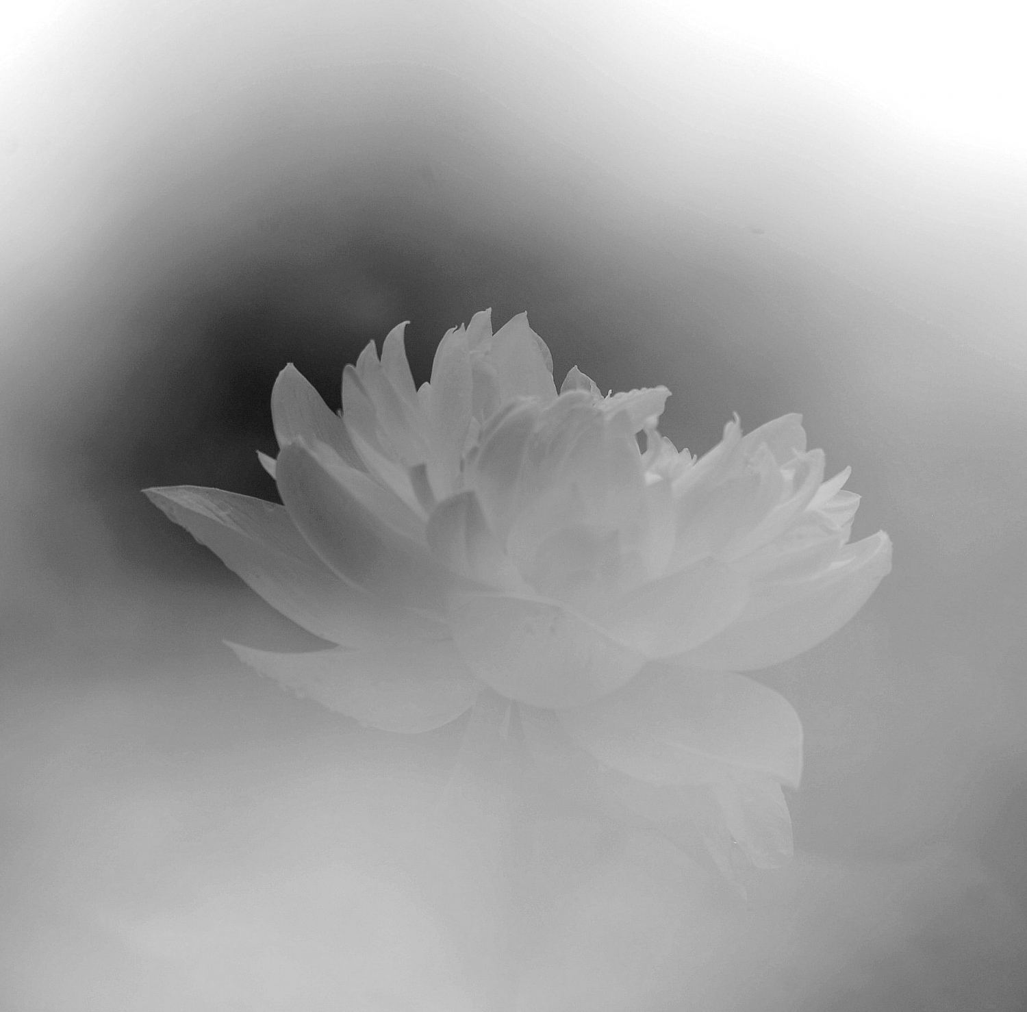 绰约2