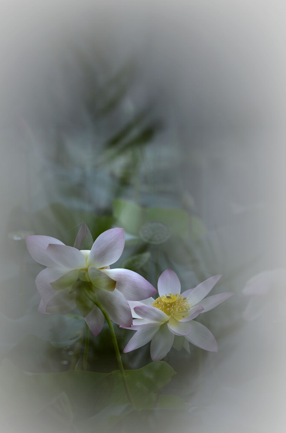 烟雨秋荷
