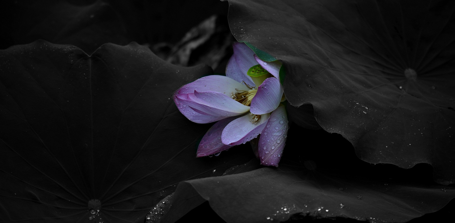 雨荷