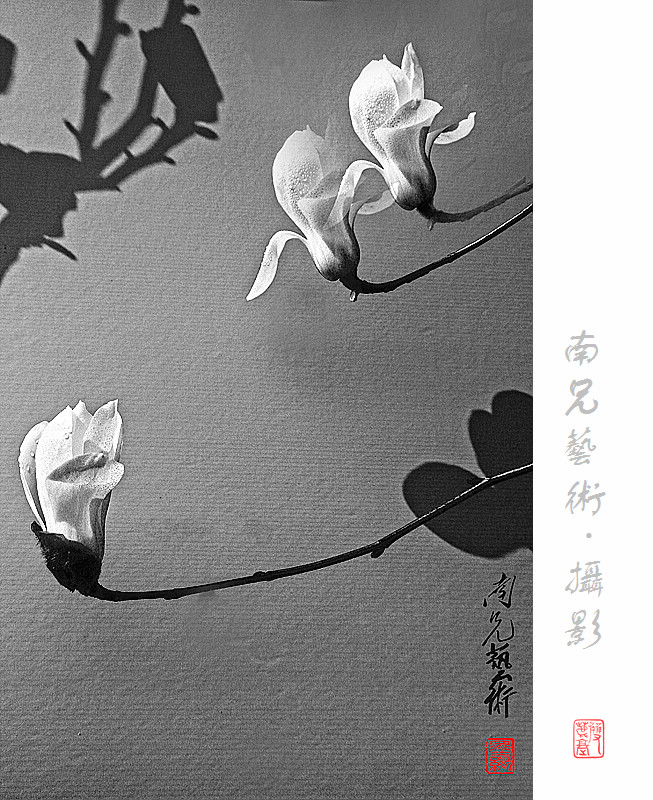 水墨白玉兰