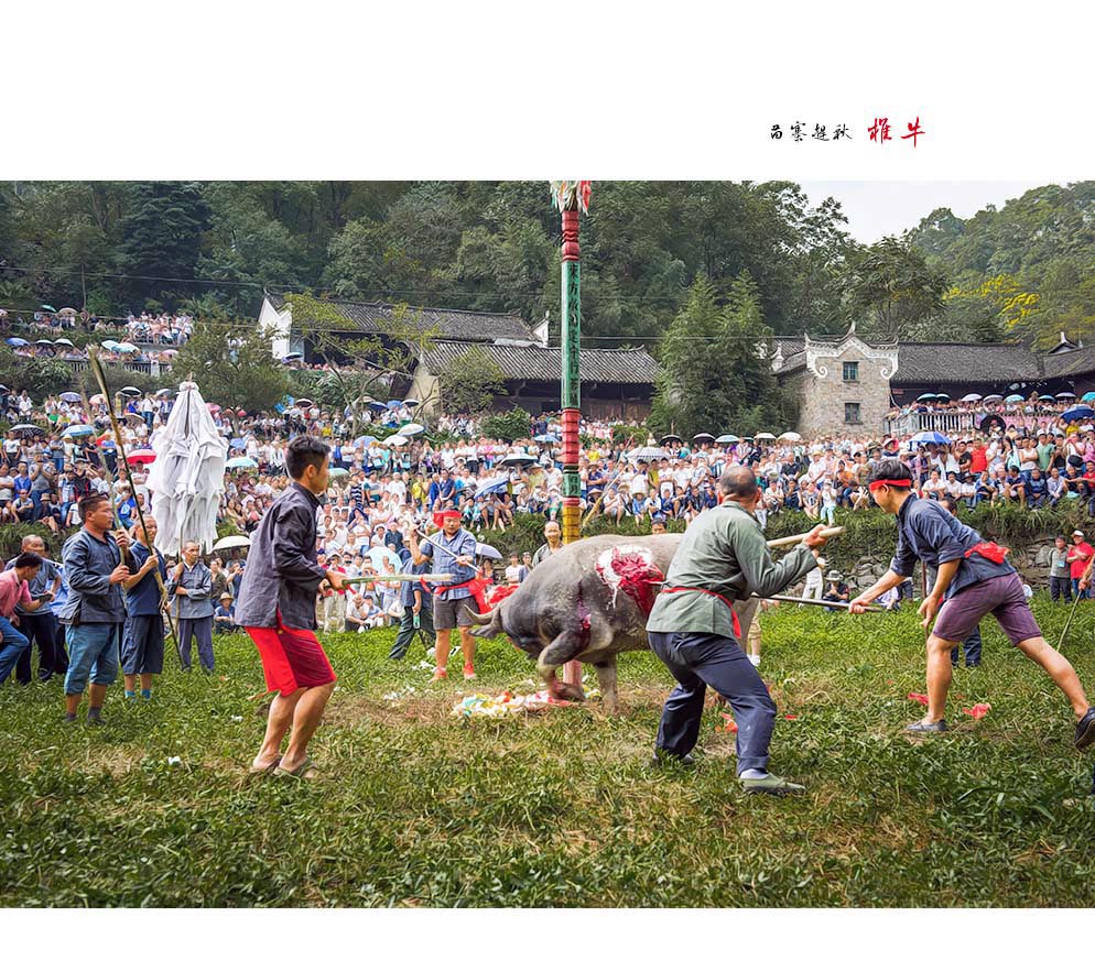 苗寨赶秋之椎牛系列（4）