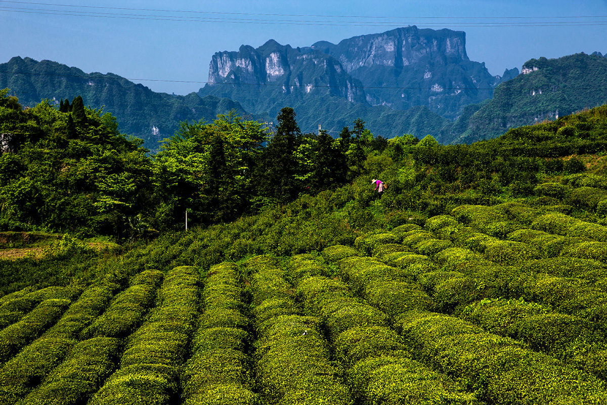 茶山