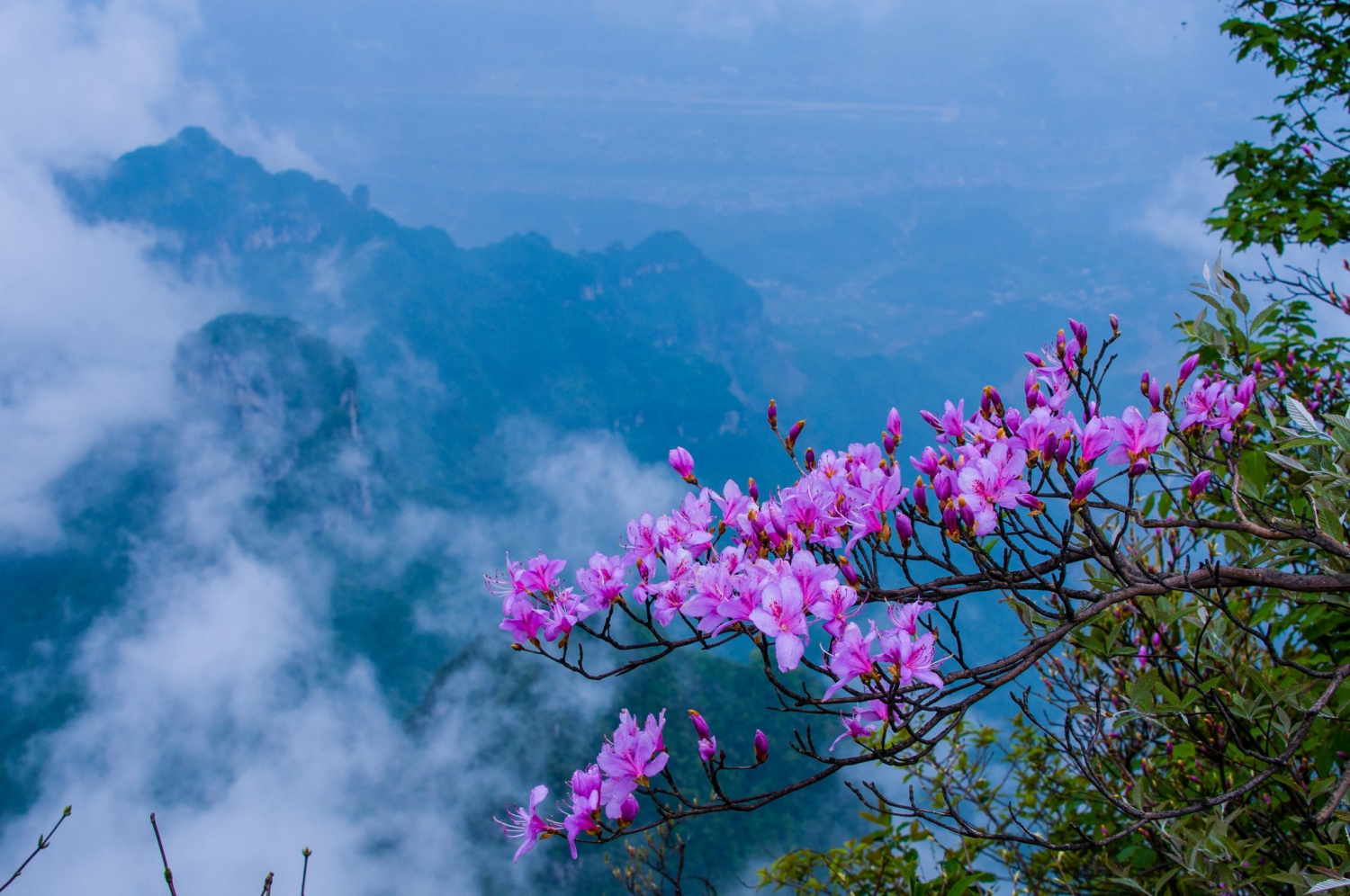 天门山杜鹃