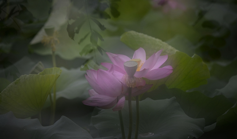 荷。蔚