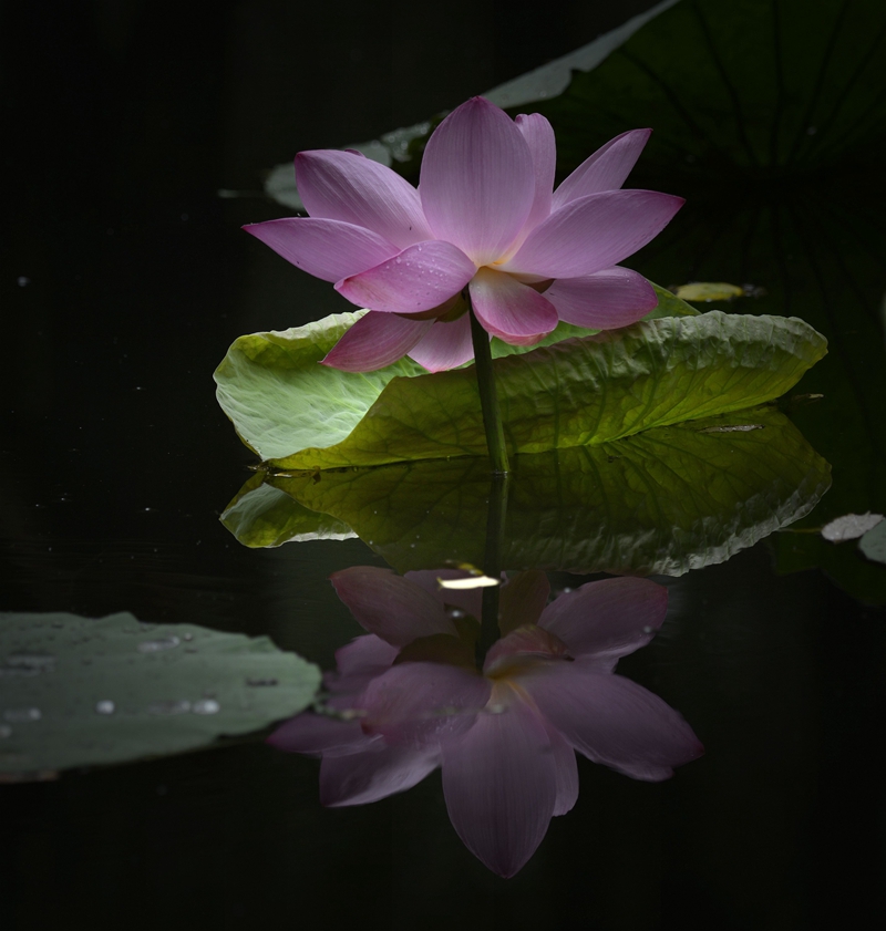 荷。映