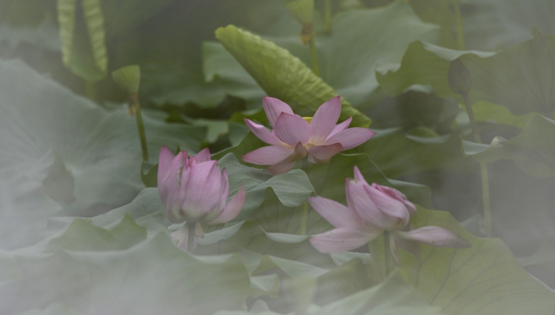 荷，雾