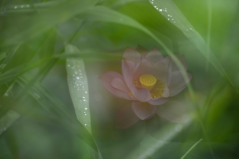 荷。炫