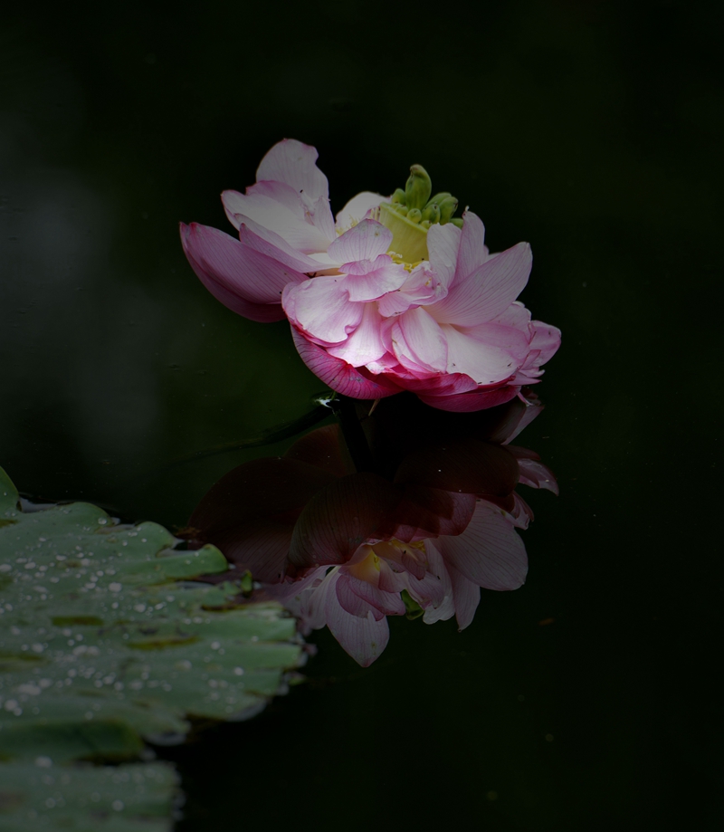 荷。怜