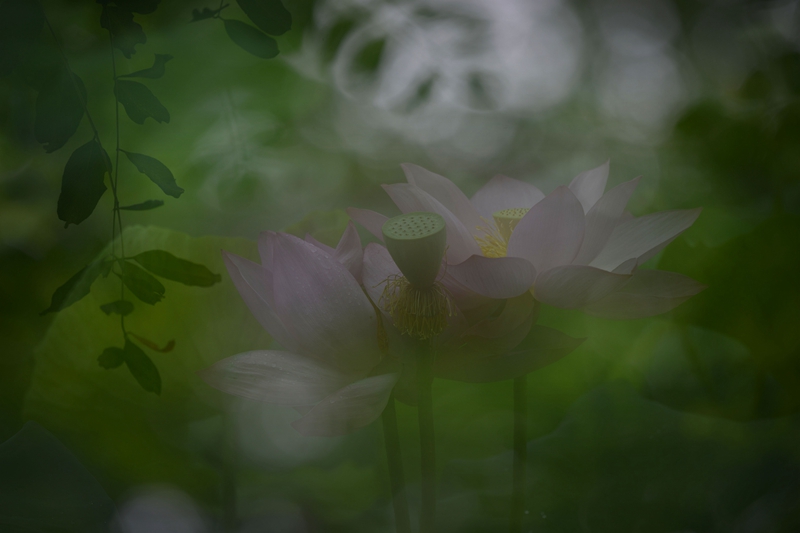 荷。曦