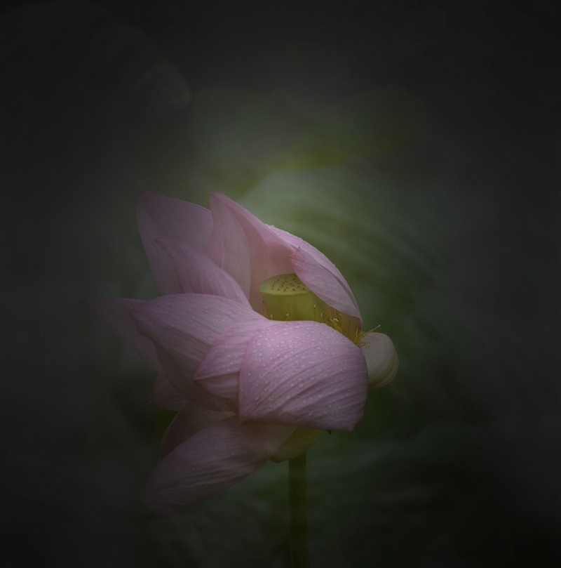 荷。沐