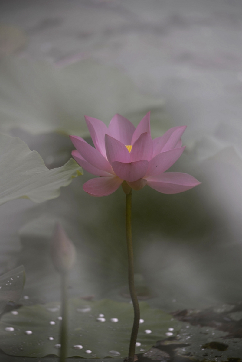 荷。暑