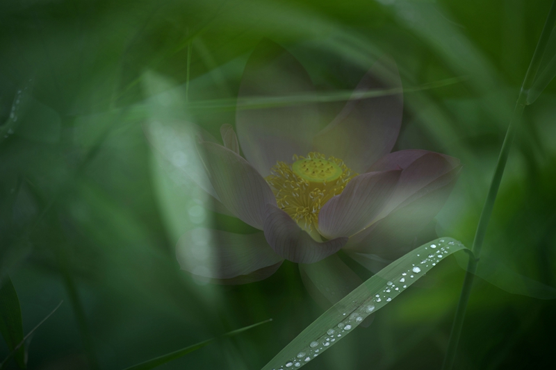 荷。秋