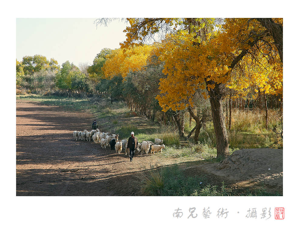 胡杨树下