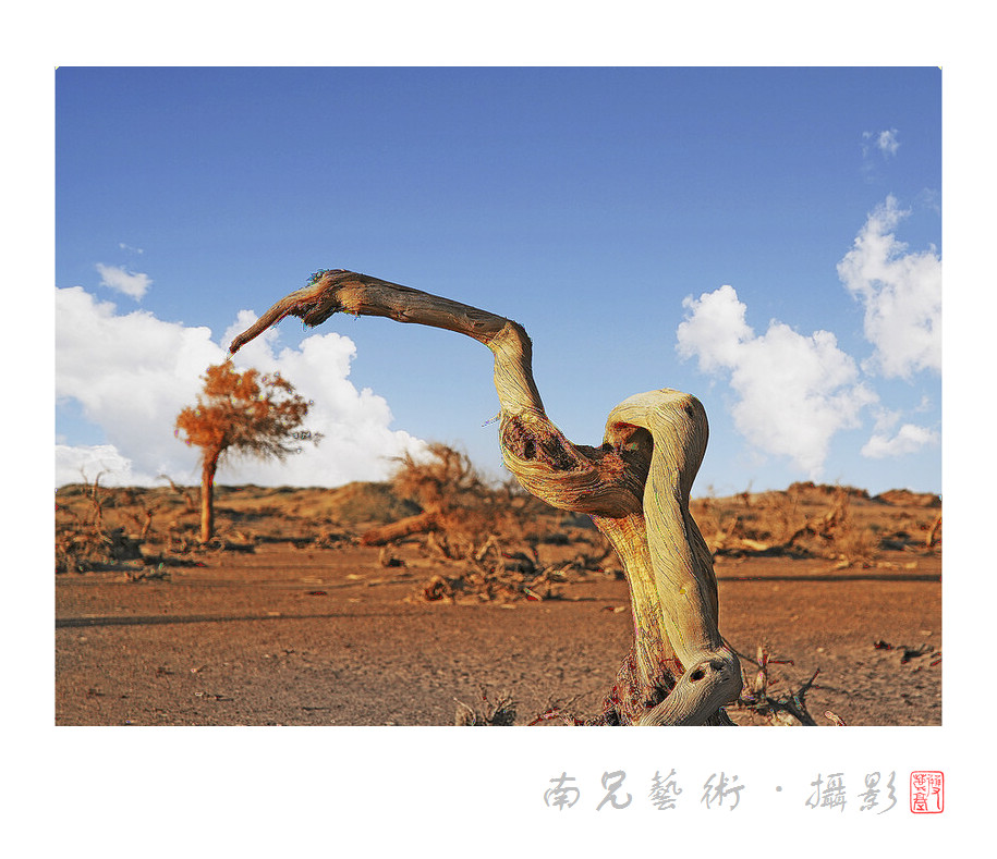 胡杨颂