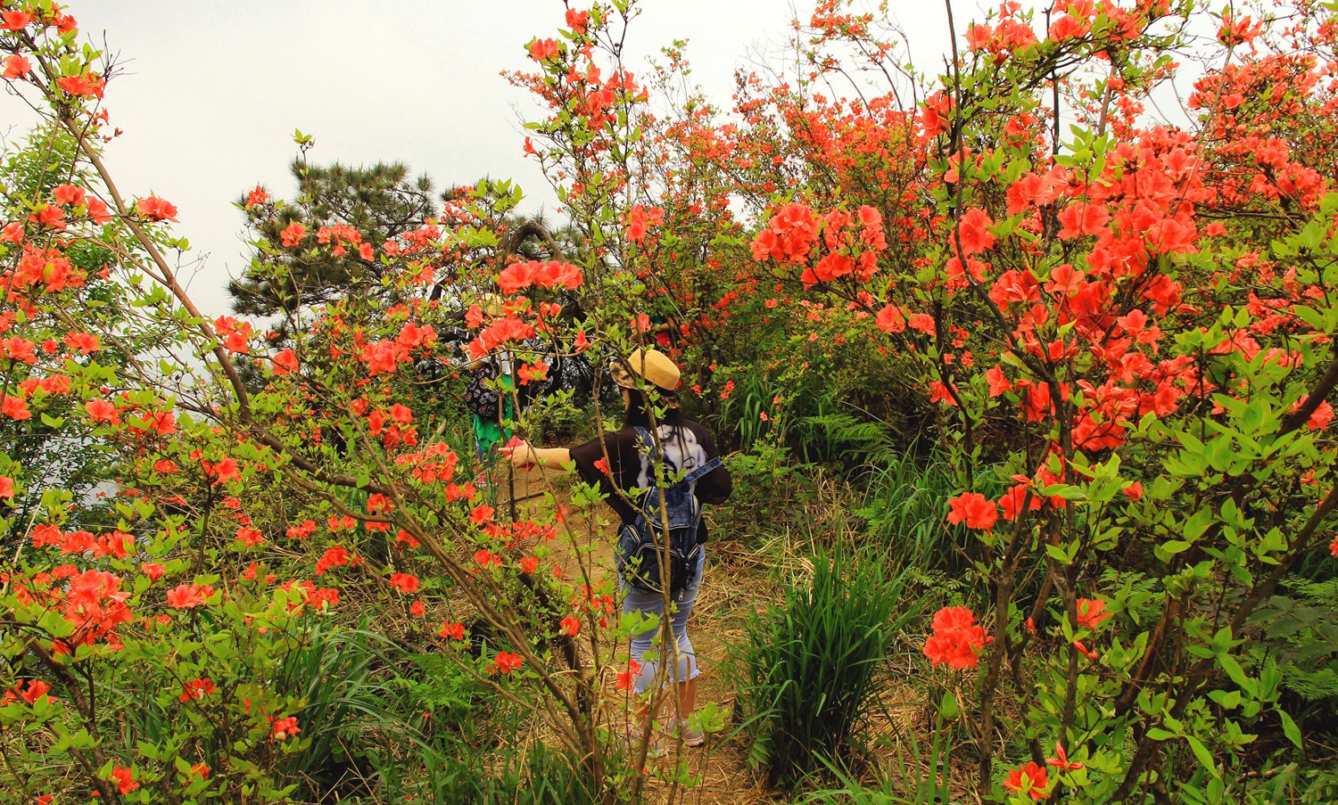 杜鹃花开