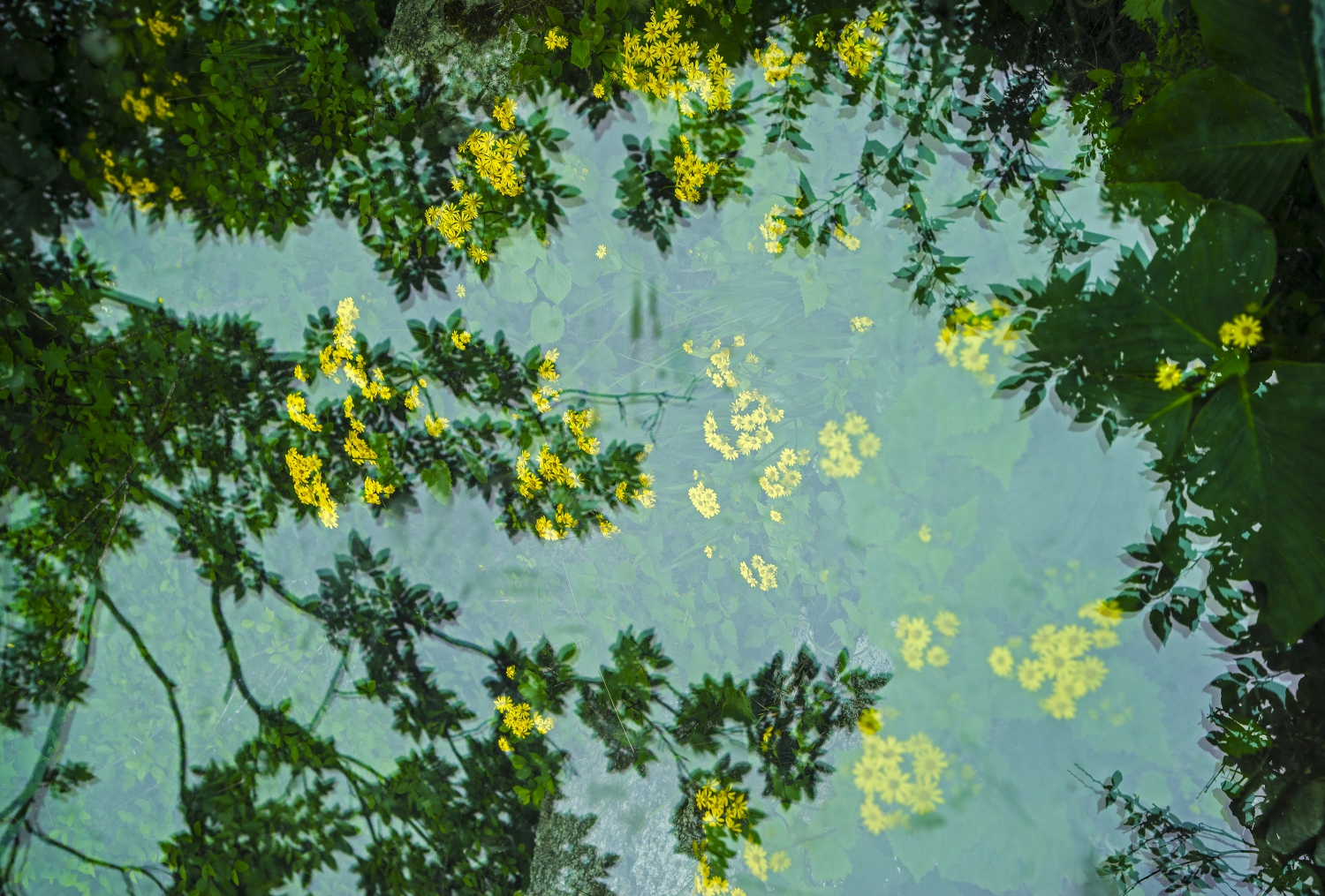 梦幻小黄花