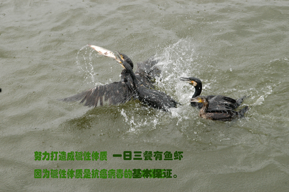 一日三餐有鱼虾