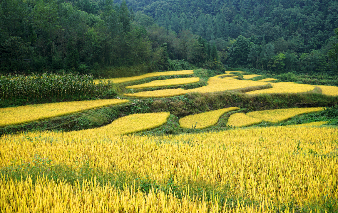 袁家界—空中田园
