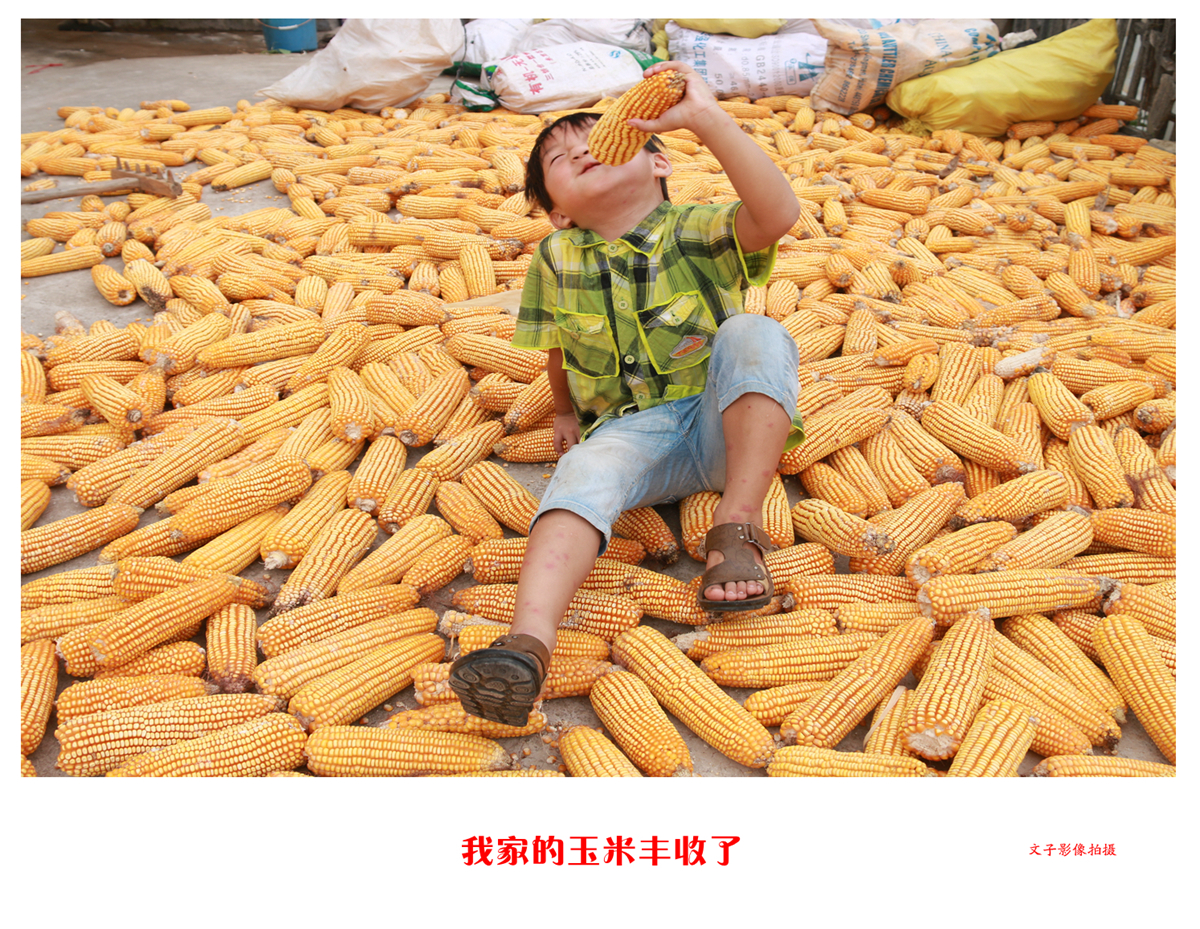我家的玉米丰收了