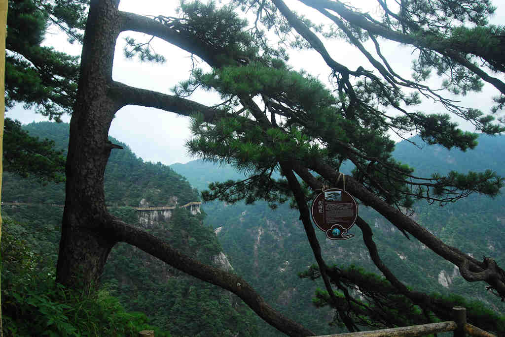 明月黄山松