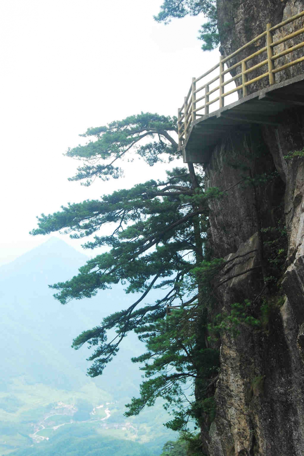 峭岩松