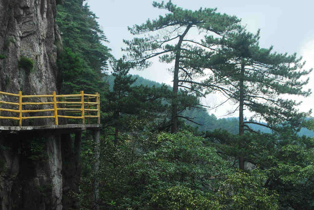 明月黄山松