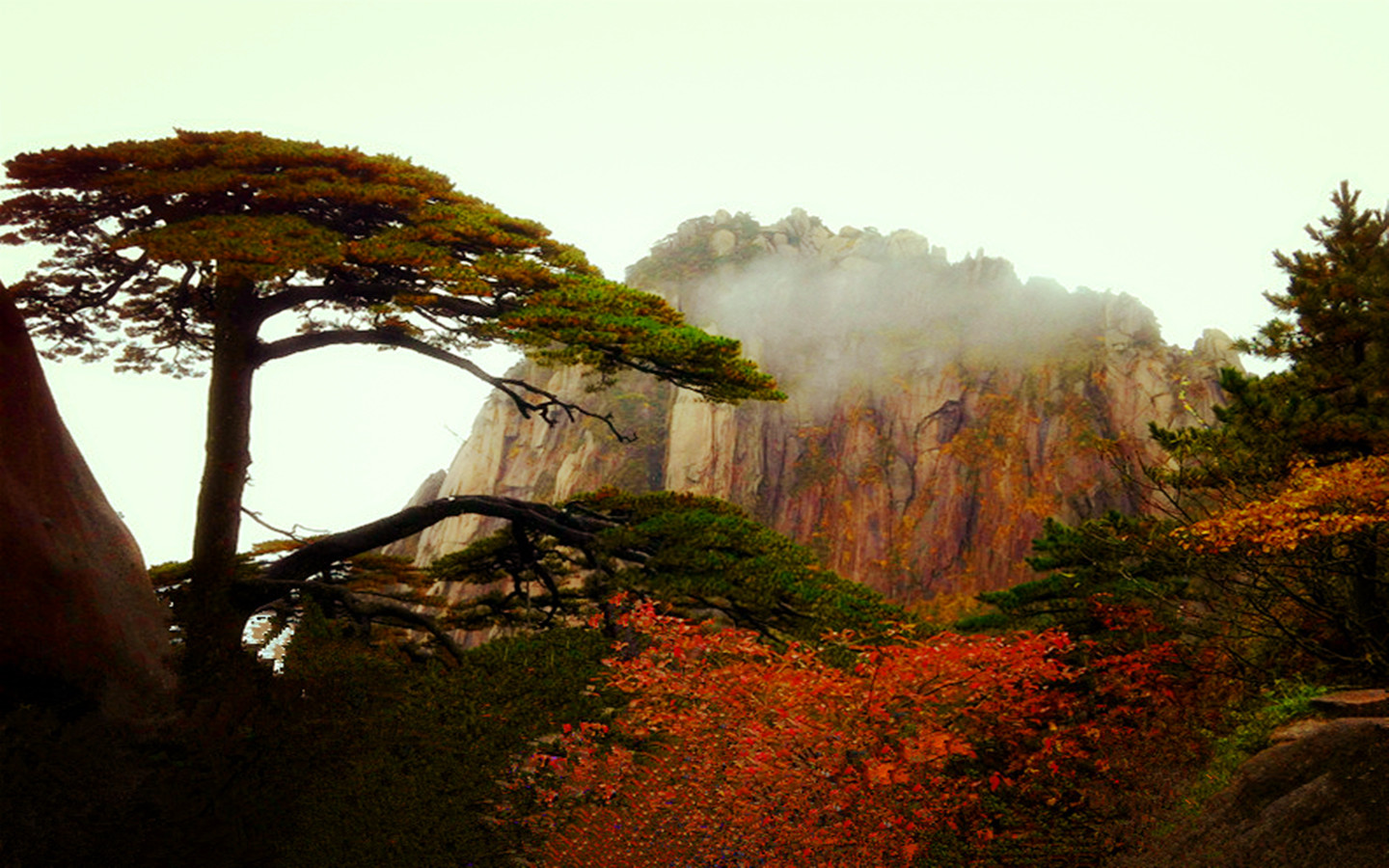 黄山迎客松