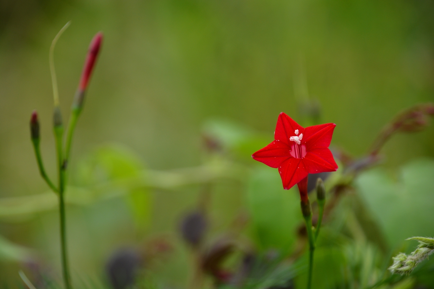 牵牛花