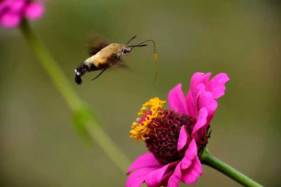 花香蜂忙