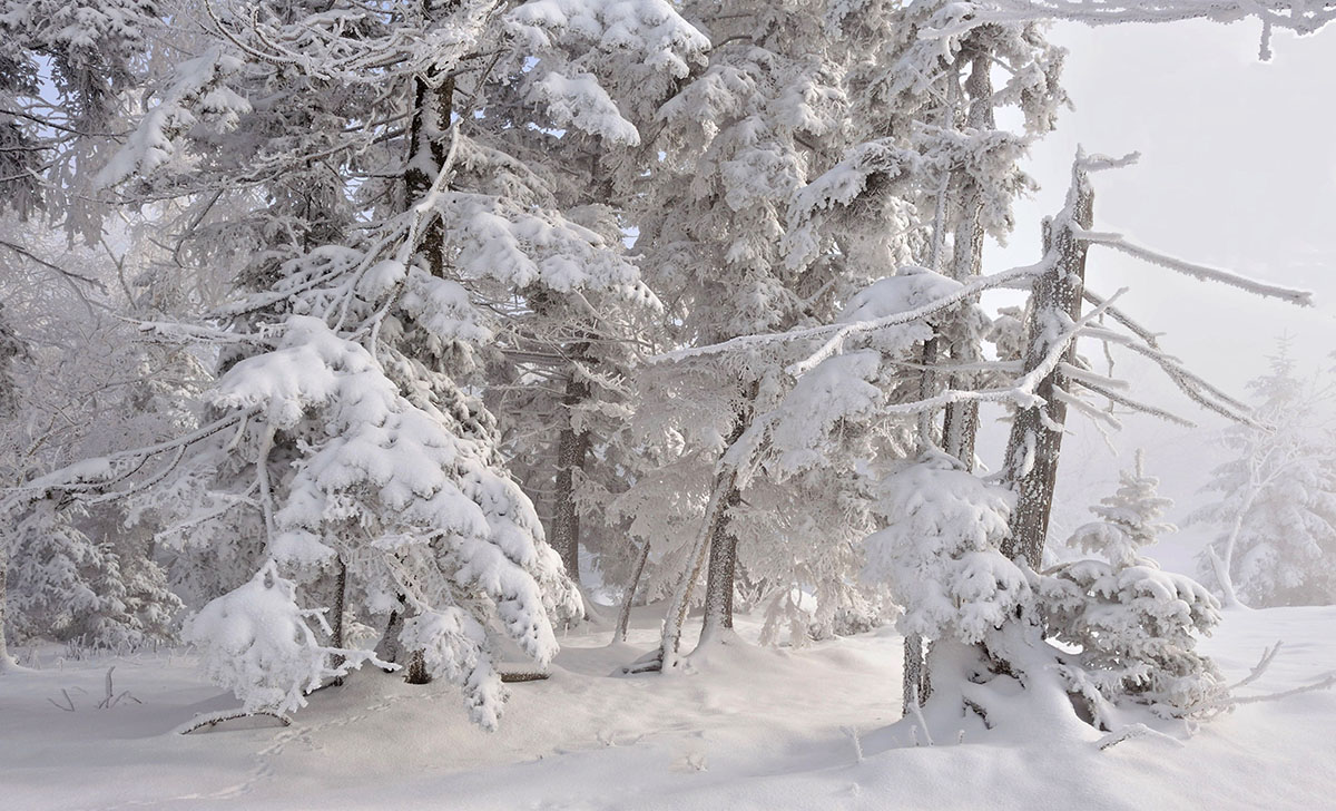 雪国老秃顶