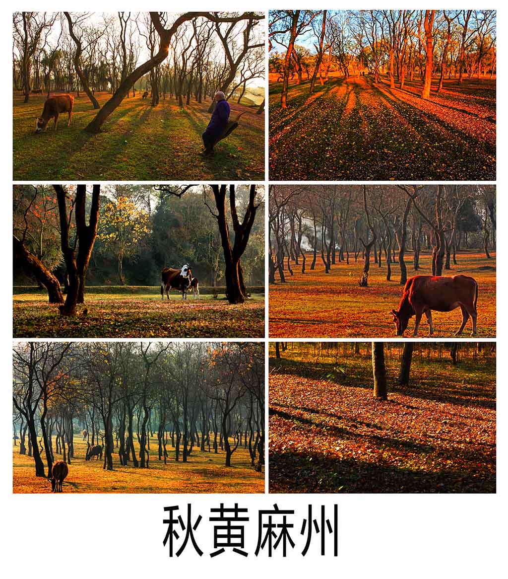 秋黄麻州