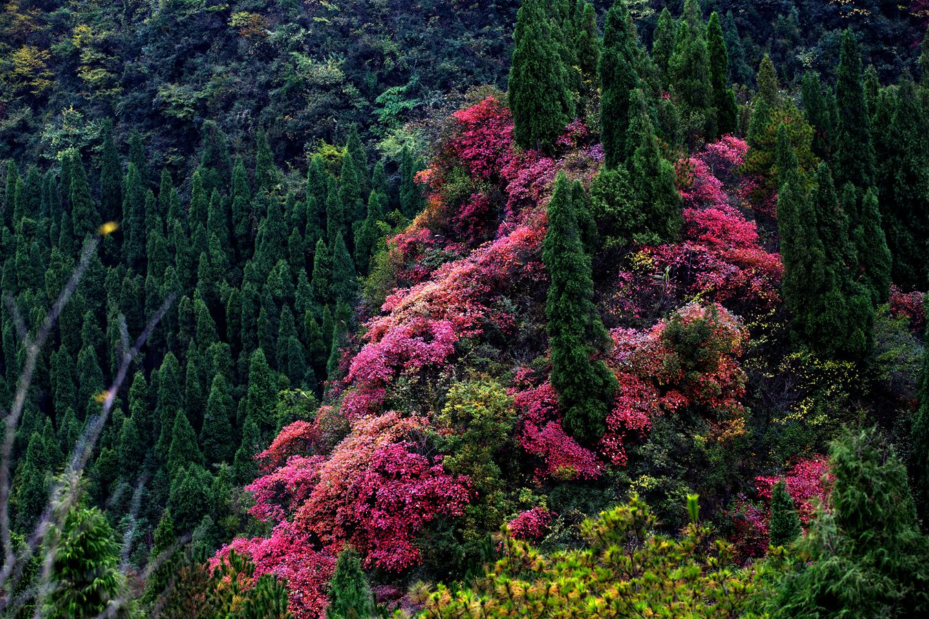 锦绣崇山5