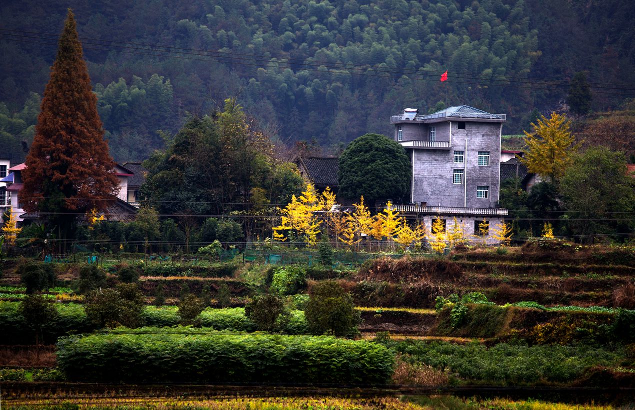 冬到大坪