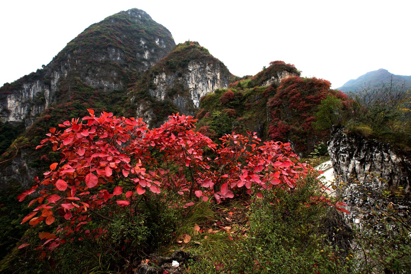 崇山红